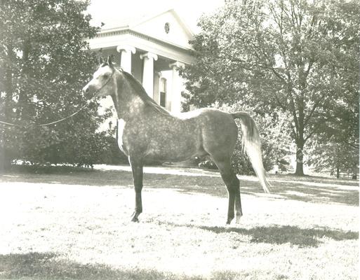 Horses; Single, Unidentified; Profile of a standing horse #3