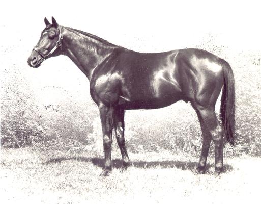 Horses; Single, Unidentified; Profile of a standing horse #4