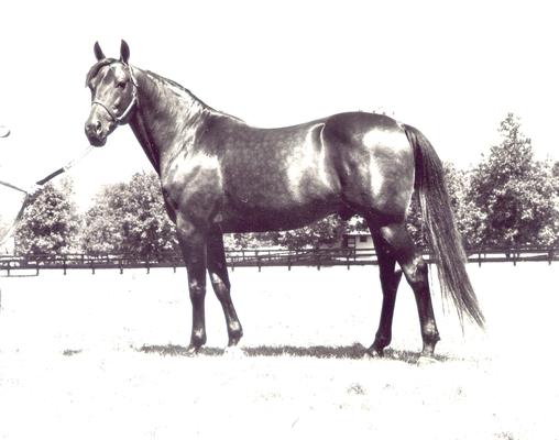 Horses; Single, Unidentified; Profile of a standing horse #5