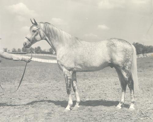 Horses; Single, Unidentified; Profile of a standing horse #6