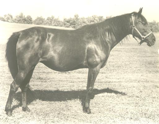 Horses; Single, Unidentified; Profile of a standing horse #7