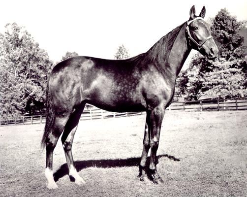 Horses; Single, Unidentified; Profile of a standing horse #8