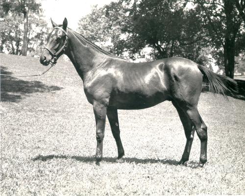 Horses; Single, Unidentified; Profile of a standing horse #9