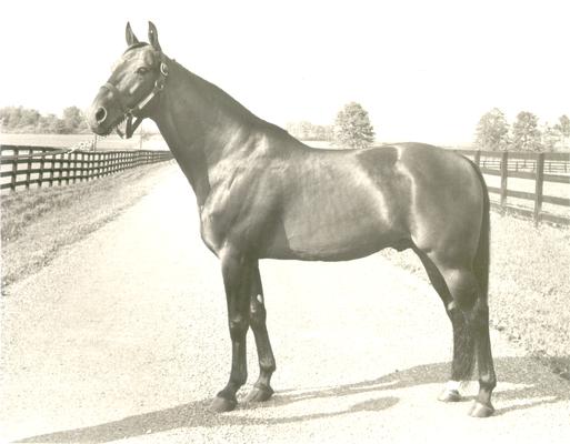 Horses; Single, Unidentified; Profile of a standing horse #10