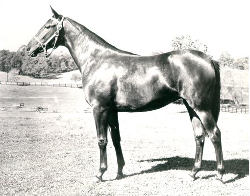 Horses; Single, Unidentified; Profile of a standing horse #11