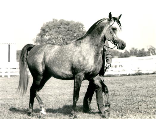 Horses; Single, Unidentified; A man standing behind a light colored horse
