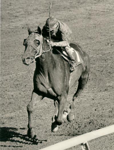 Horses; Abe's Hope; Bret Hanover; Alydar with jockey