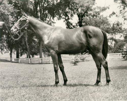 Horses; Abe's Hope; Bret Hanover; Blue Swords standing in a field