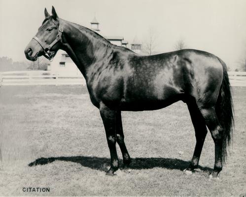 Horses; Buck Passer; Elizabeth; Portrait of Citation