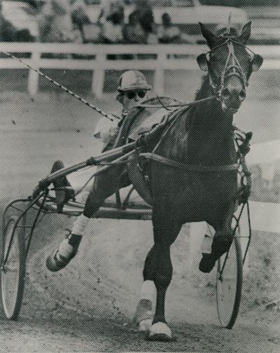 Horses; Buck Passer; Elizabeth; Dr. Dewars in a pointillist photograph