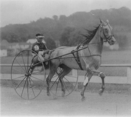 Horses; Extra Bonus; Greyhound; Greyhound pulling a cart with rider