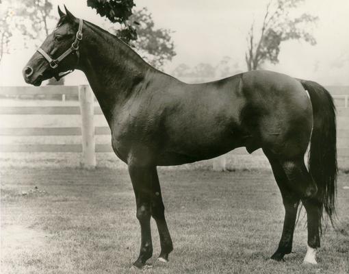 Horses; Great Redeemer; Judger; Henry T. Adios in 1967