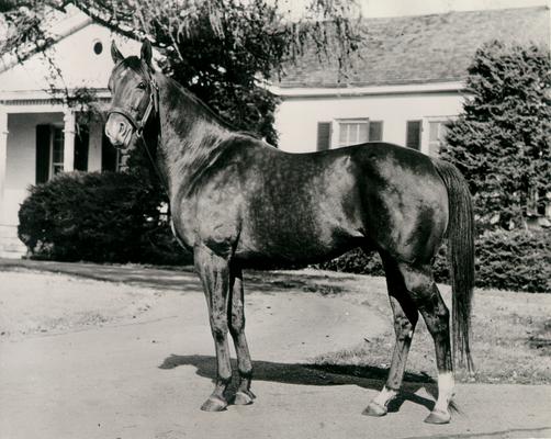 Horses; Kentucky Colonel; Nanseacond Yonkers; Portrait of Kentucky Colonel