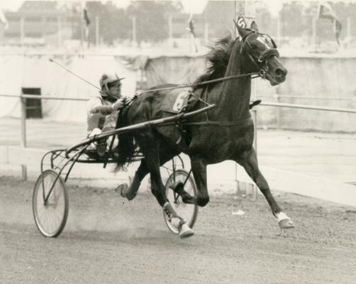 Horses; Kentucky Colonel; Nanseacond Yonkers; Landsdowne with a jockey