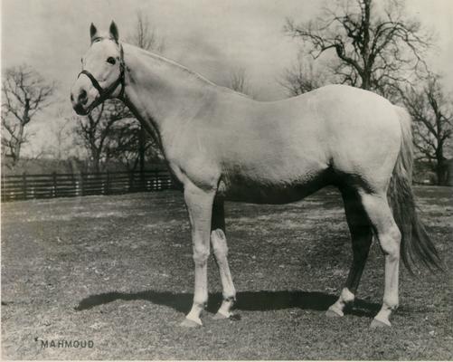 Horses; Kentucky Colonel; Nanseacond Yonkers; Portrait of Mahmoud