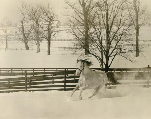 Horses; Kentucky Colonel; Nanseacond Yonkers; Mahmoud running in the snow