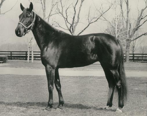 Horses; Kentucky Colonel; Nanseacond Yonkers; Portrait of Meadow Elva