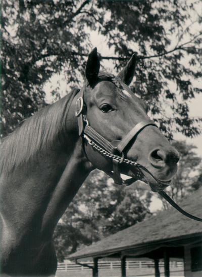 Horses; Kentucky Colonel; Nanseacond Yonkers; Portrait of Mrs. Corlen with trees in the background