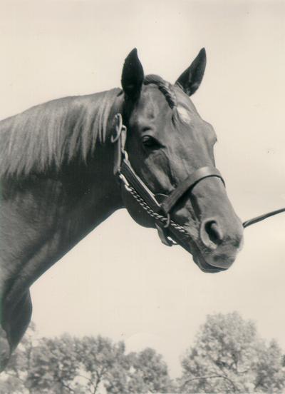 Horses; Kentucky Colonel; Nanseacond Yonkers; Portrait of Mrs. Corlen with little background