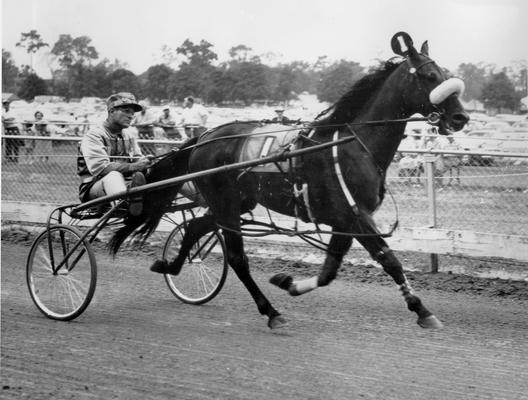 Horses; Niatross; Right Time; Right Time warming up with driver