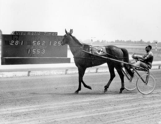 Horses; Niatross; Right Time; Side view of Nobel Victory pulling a harness