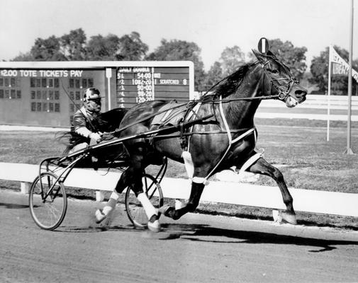 Horses; Speedy Crown; Tulyar; Speedy Scout warming-up with a jockey