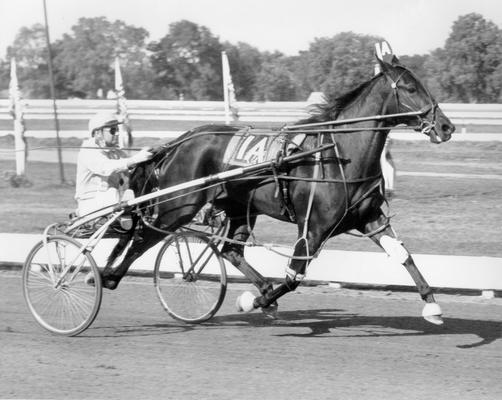 Horses; Speedy Crown; Tulyar; Sunnie Tar in 2nd place