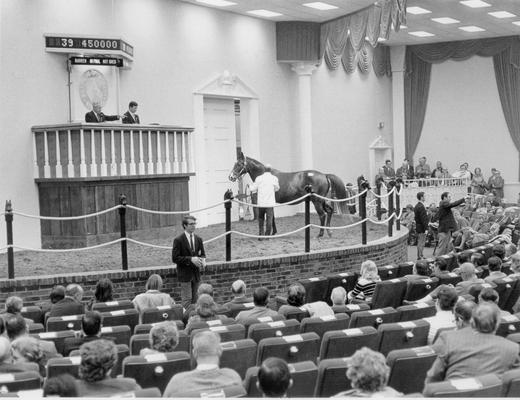 Horses; Uncle Kenny; Your Colors; What a Treat being sold at auction for a record setting $450,000 (includes caption/telegram)