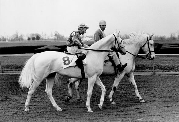 Horses; Uncle Kenny; Your Colors; White Beauty with jockey and unidentified horse