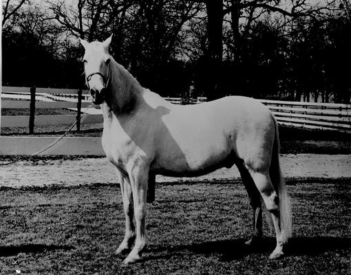 Horses; Uncle Kenny; Your Colors; Portrait of White Beauty