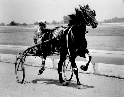 Horses; Harness Racing; Race Scenes; Horse #11 and driver