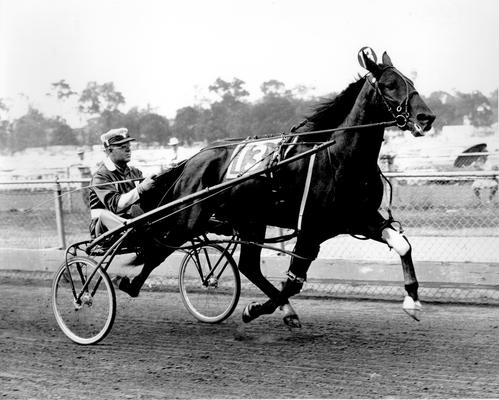 Horses; Harness Racing; Race Scenes; Horse #13 with driver