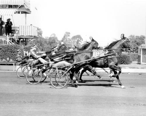 Horses; Harness Racing; Race Scenes; Horses taking off