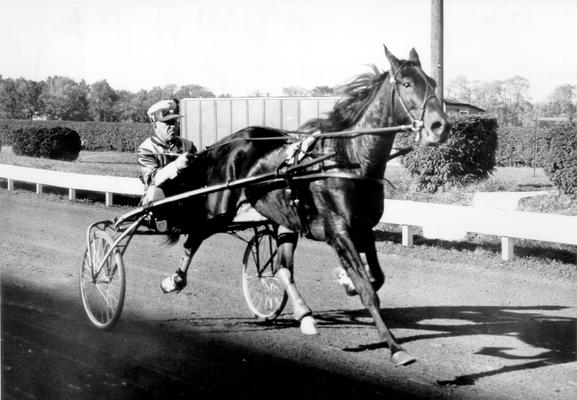 Horses; Harness Racing; Race Scenes; Horse and driver