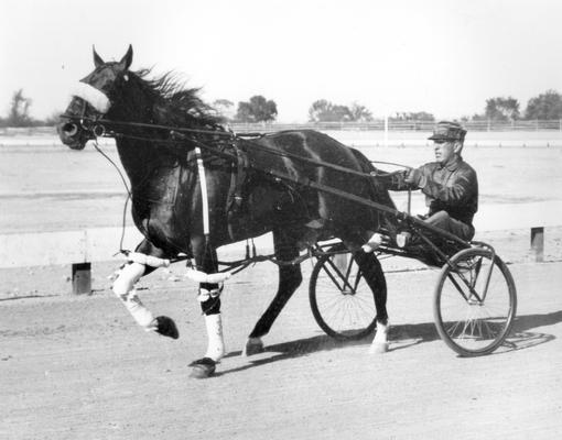 Horses; Harness Racing; Race Scenes; Horse and driver (Unidentified)