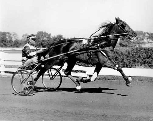 Horses; Harness Racing; Race Scenes; Horse and driver (Unidentified)