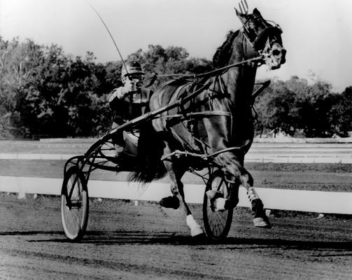 Horses; Harness Racing; Race Scenes; Horse and driver (Unidentified)