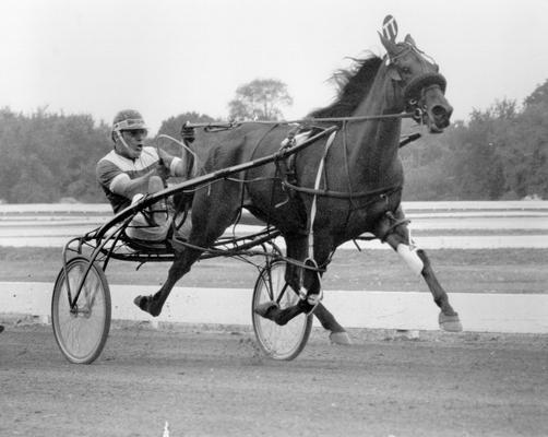 Horses; Harness Racing; Race Scenes; Horse and driver (Unidentified)