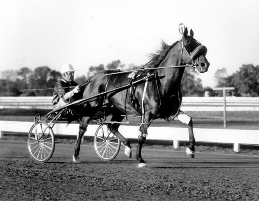 Horses; Harness Racing; Race Scenes; Horse and driver (Unidentified)