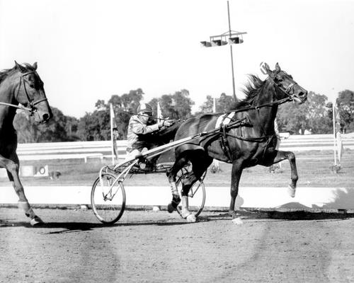 Horses; Harness Racing; Race Scenes; One horse gaining on another