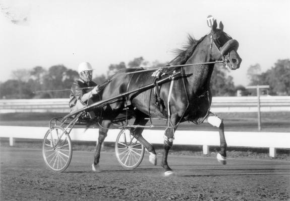 Horses; Harness Racing; Race Scenes; Horse and driver (Unidentified)