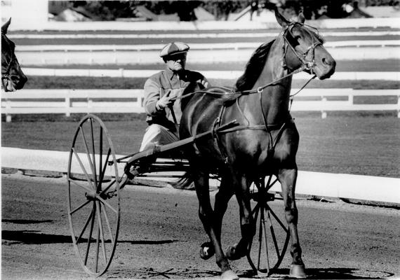 Horses; Harness Racing; Race Scenes; Horse and driver (Unidentified)