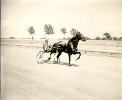 Horses; Harness Racing; Race Scenes; Horse and driver (Unidentified)