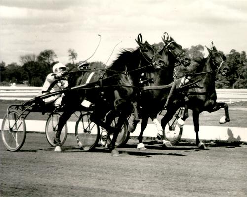 Horses; Harness Racing; Race Scenes; Three horses running side by side