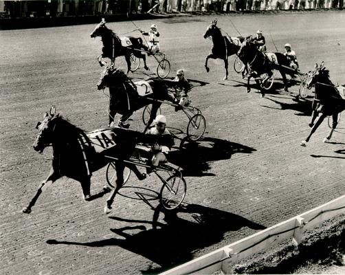 Horses; Harness Racing; Race Scenes; Five horses on the track