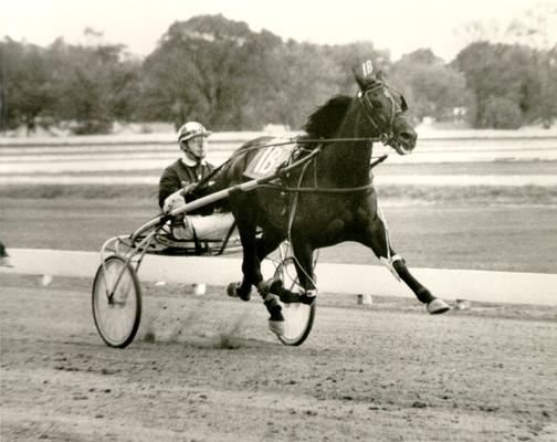 Horses; Harness Racing; Race Scenes; Horse running