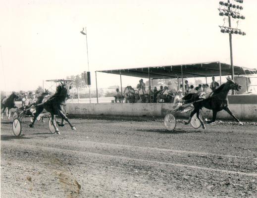 Horses; Harness Racing; Race Scenes; Racing past the stands