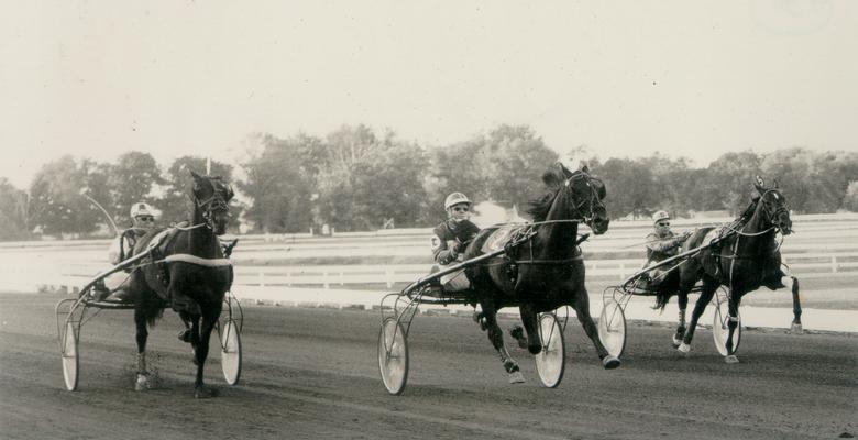 Horses; Harness Racing; Race Scenes; Three horses preparing for the race