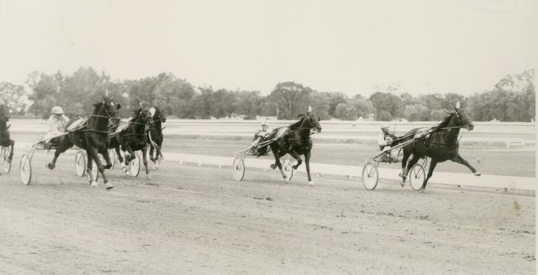 Horses; Harness Racing; Race Scenes; The middle of the race