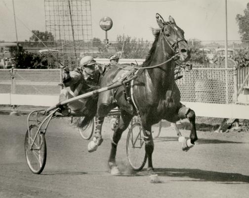 Horses; Harness Racing; Race Scenes; Horse and driver (Unidentified)